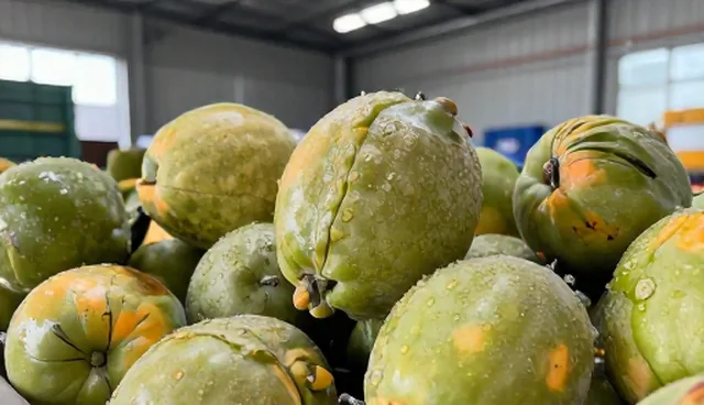 稻米种植如何提升产量与品质